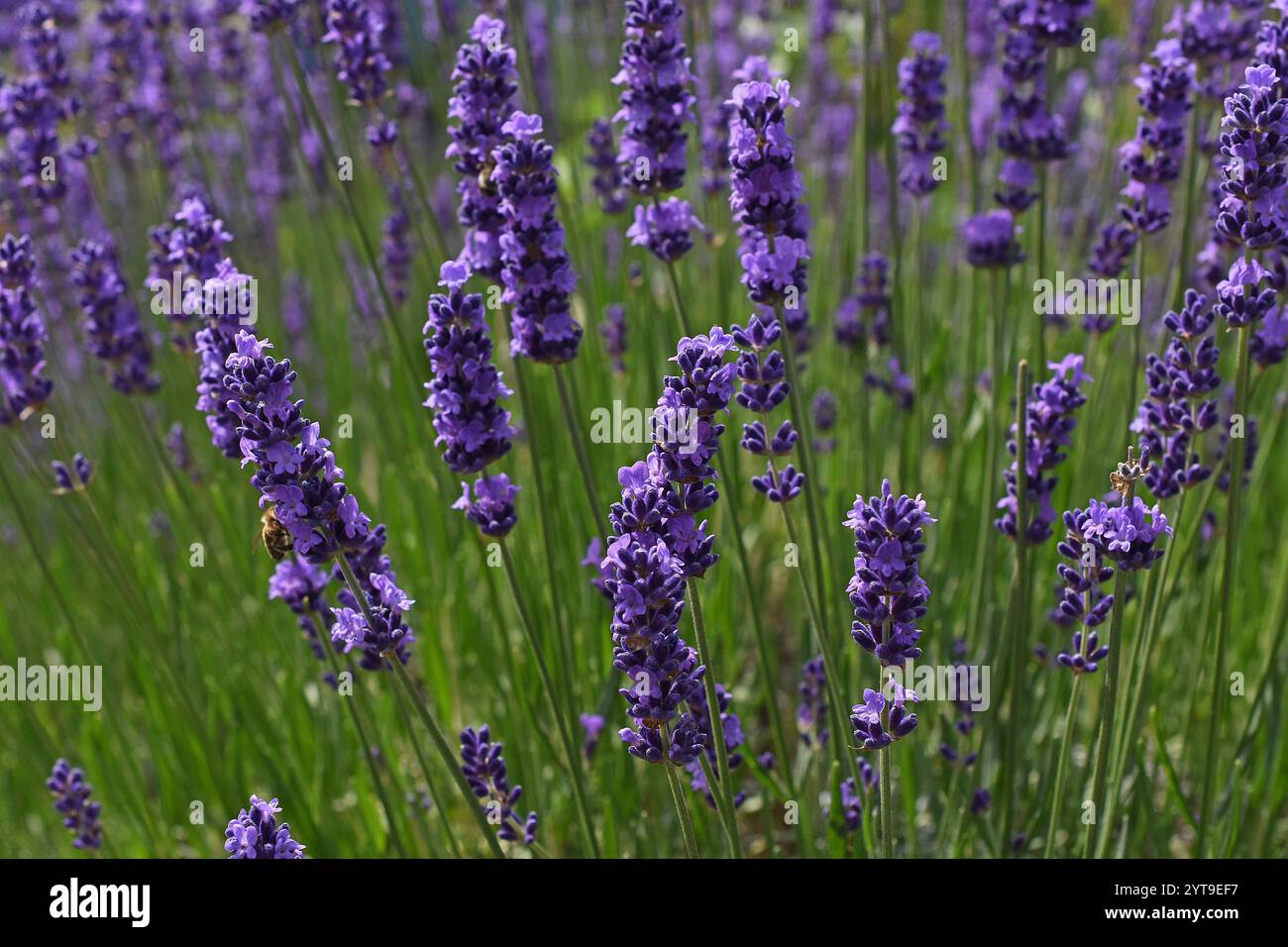 Lavanda vera, Lavandula angustifolia, vicini Foto Stock