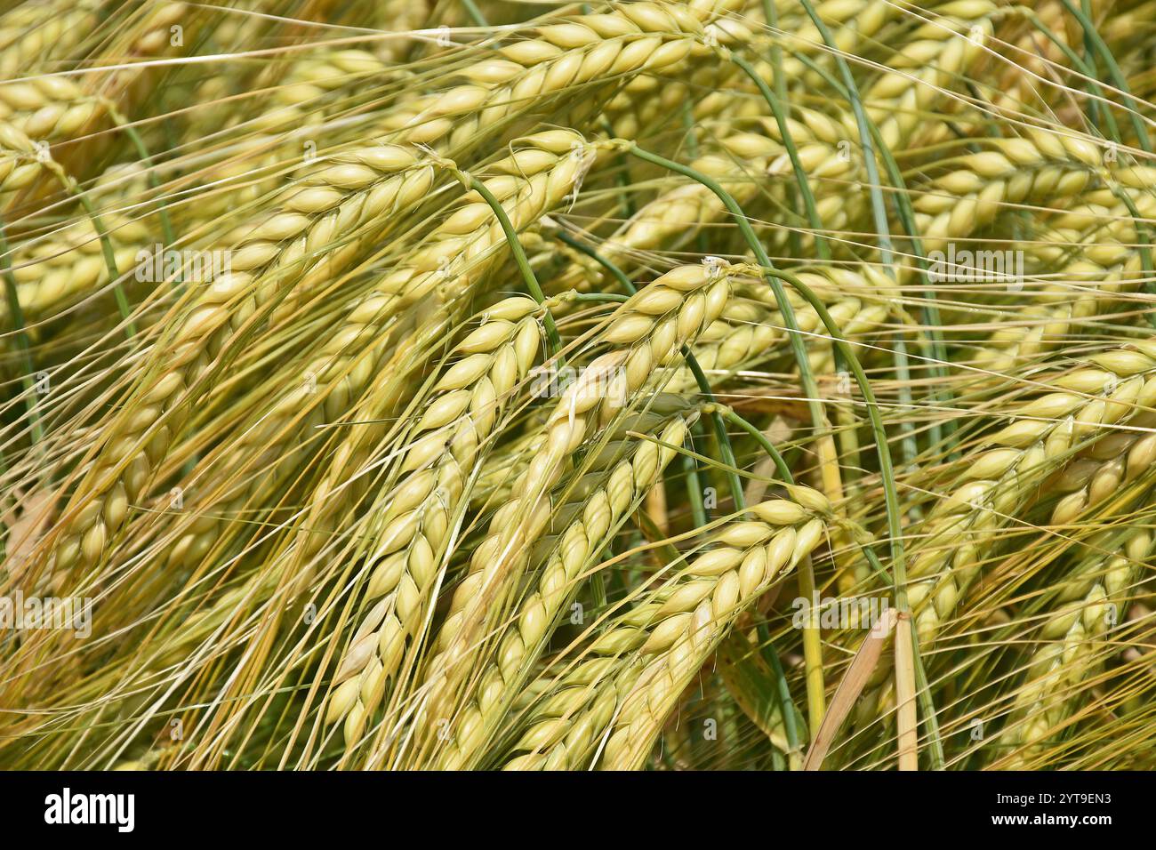 Affinamento dei grani d'orzo Foto Stock