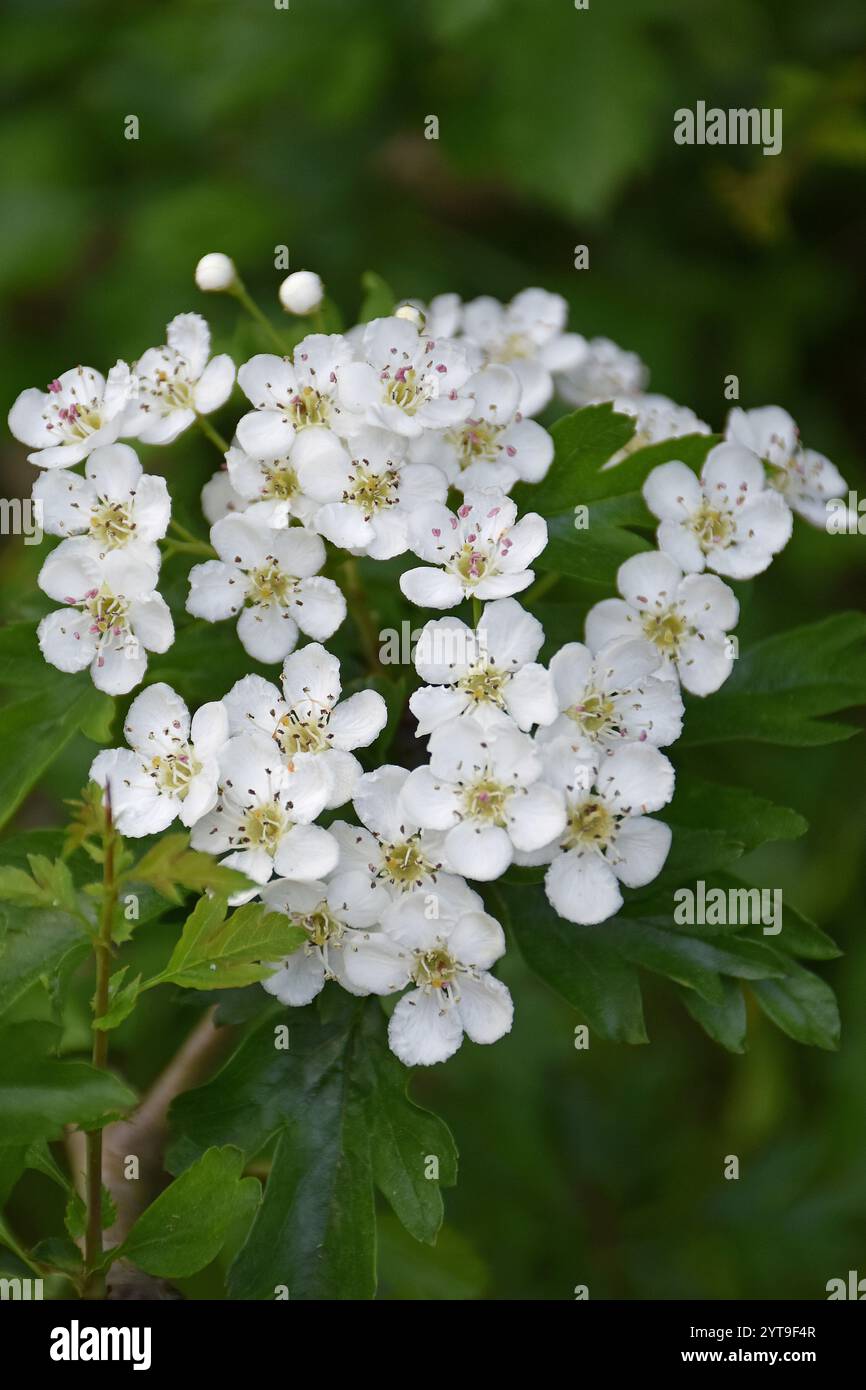 Fiori del singolo biancospino Crataegus monogyna Foto Stock