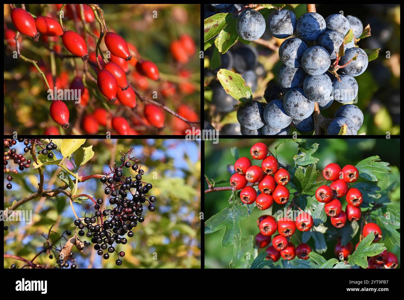 I frutti dell'estate Foto Stock