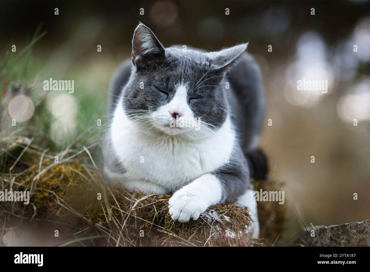 Spianatura di gatto in giardino Foto Stock