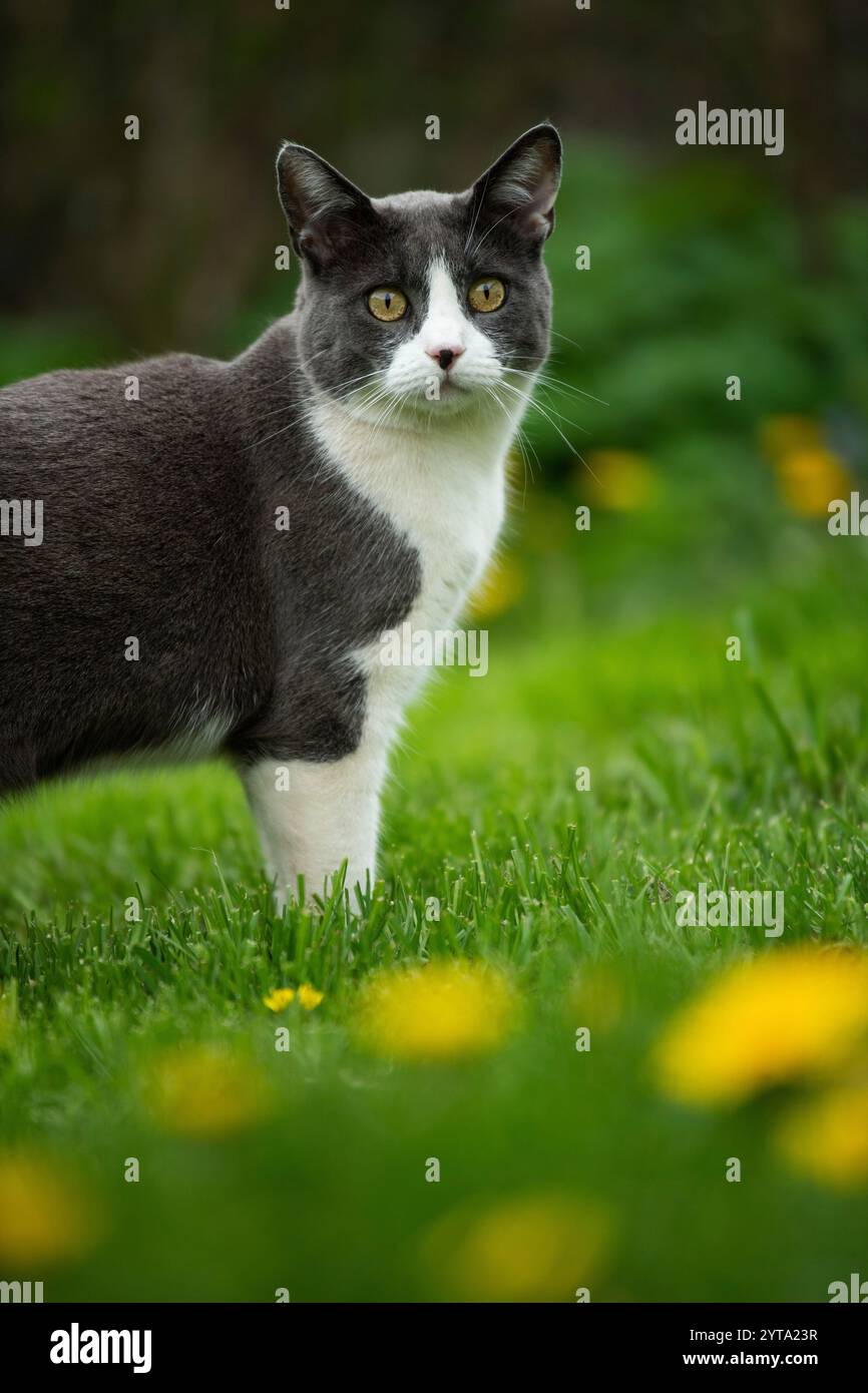 Gatto in giardino Foto Stock