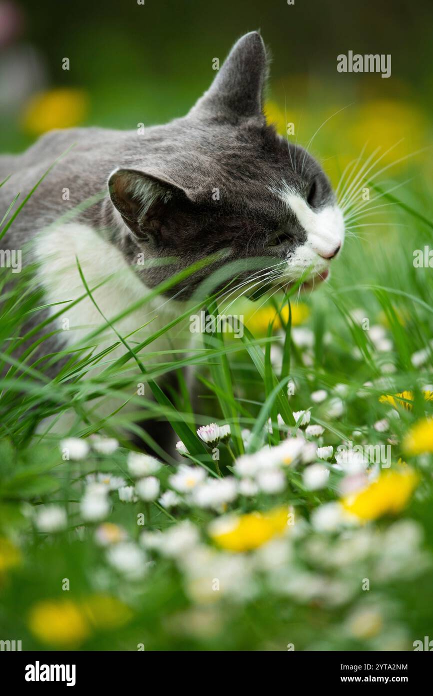 Gatto mangiare erba nel giardino Foto Stock