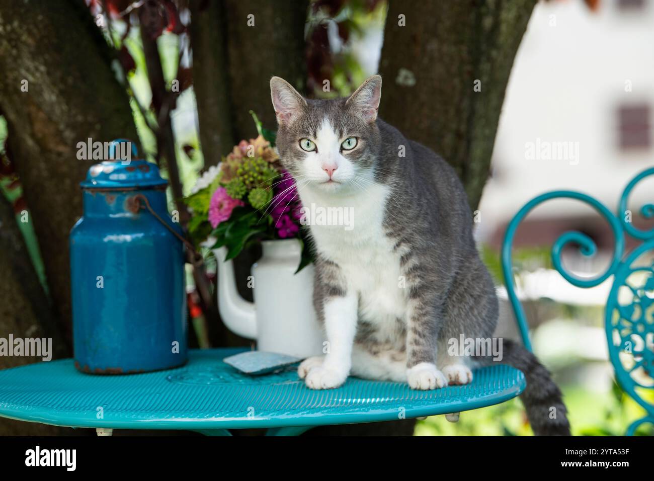 Gatto su un tavolo da giardino Foto Stock