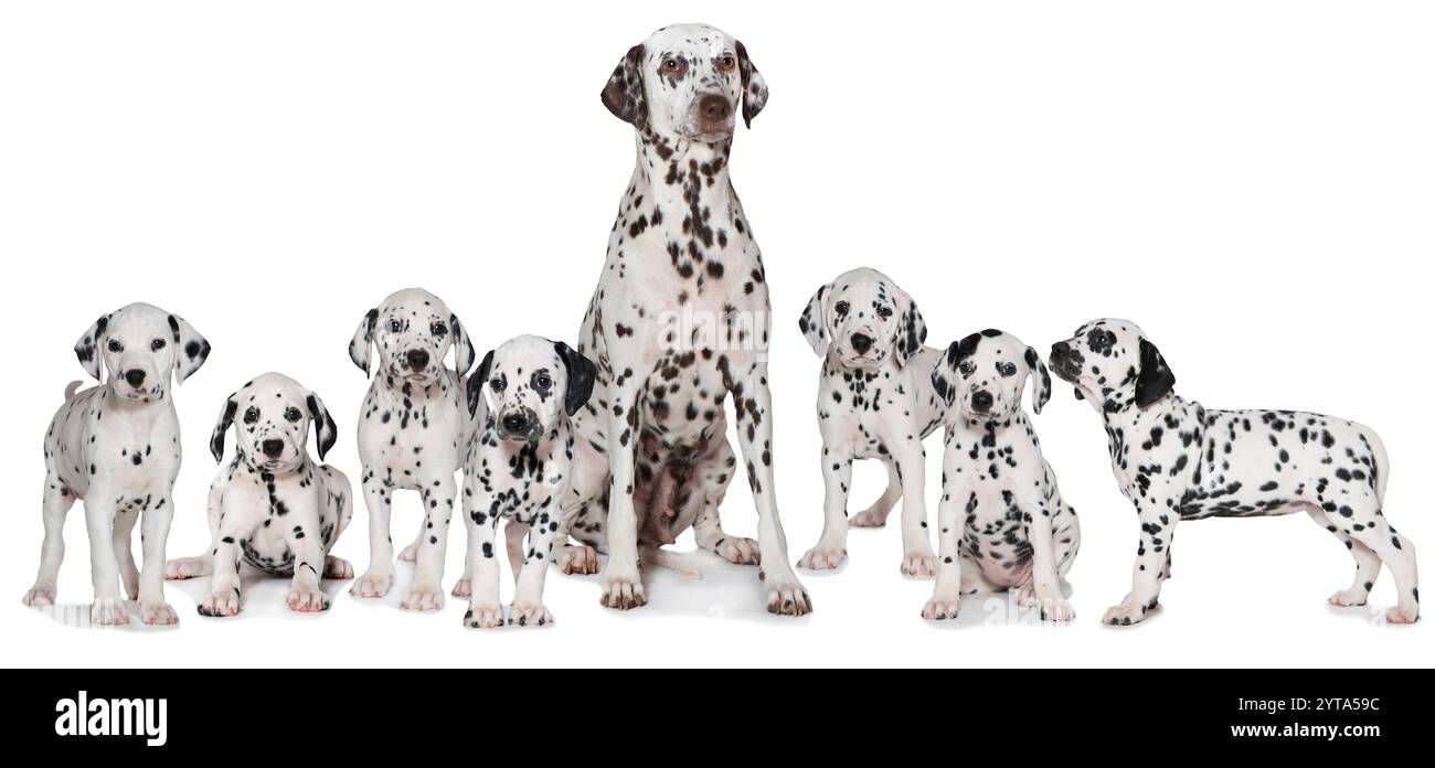 Cane dalmata con cuccioli Foto Stock