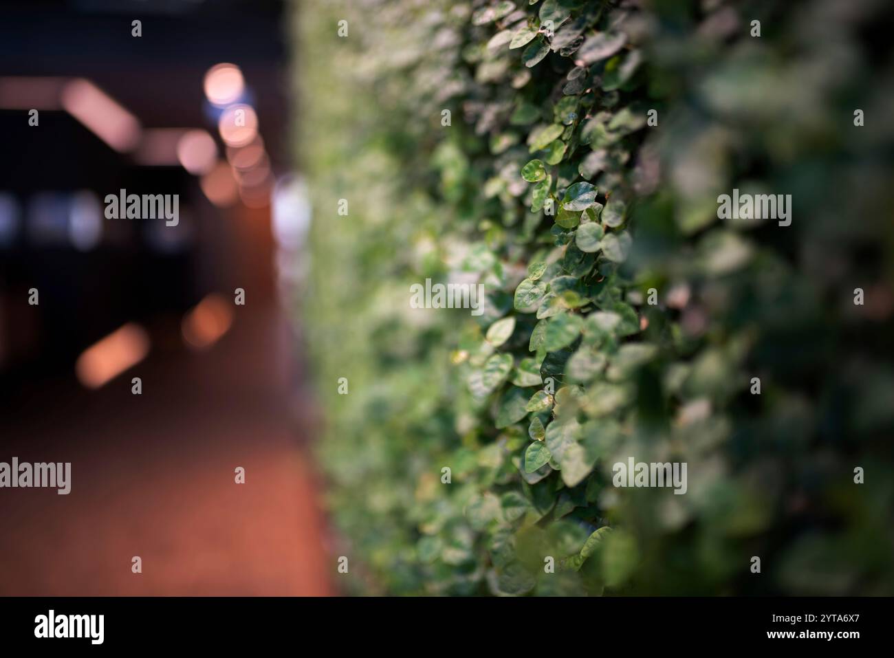 Primo piano della piantagione di pareti verticali naturali. Contesto per una pianificazione urbana orientata al futuro nel cambiamento climatico. Profondità di campo ridotta con messa a fuoco sulla foglia verde. Foto Stock