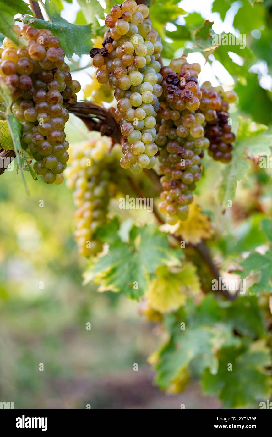 Vigneto al sole autunnale con uve mature. Primo piano su uve mature luminose sulla vite. Sfondo autunnale verticale. Foto Stock