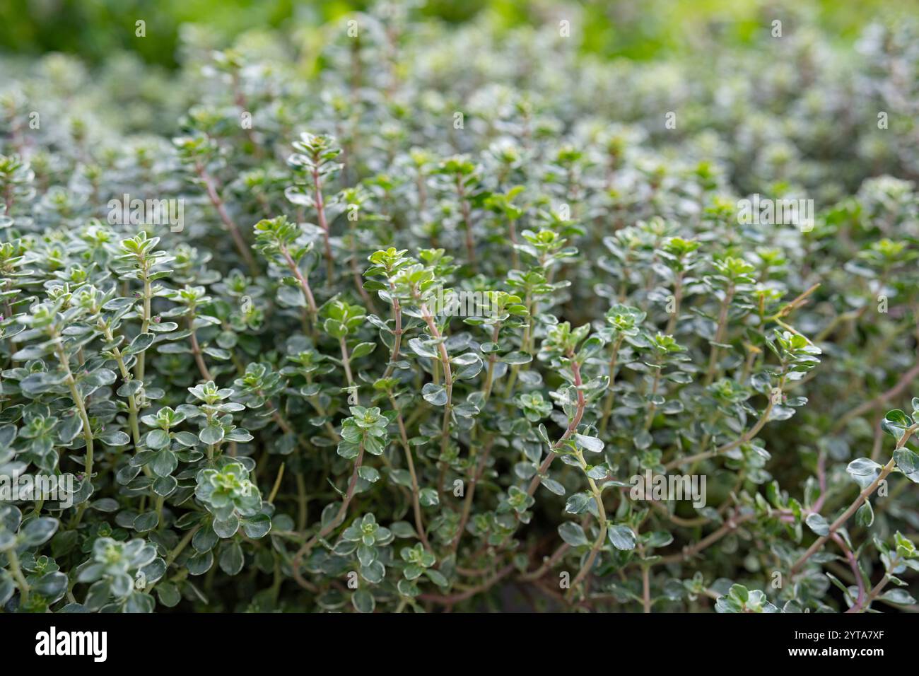 Erbe fresche di timo in giardino. Ingrediente speziato per cibo gustoso e stile di vita sano. Foto Stock