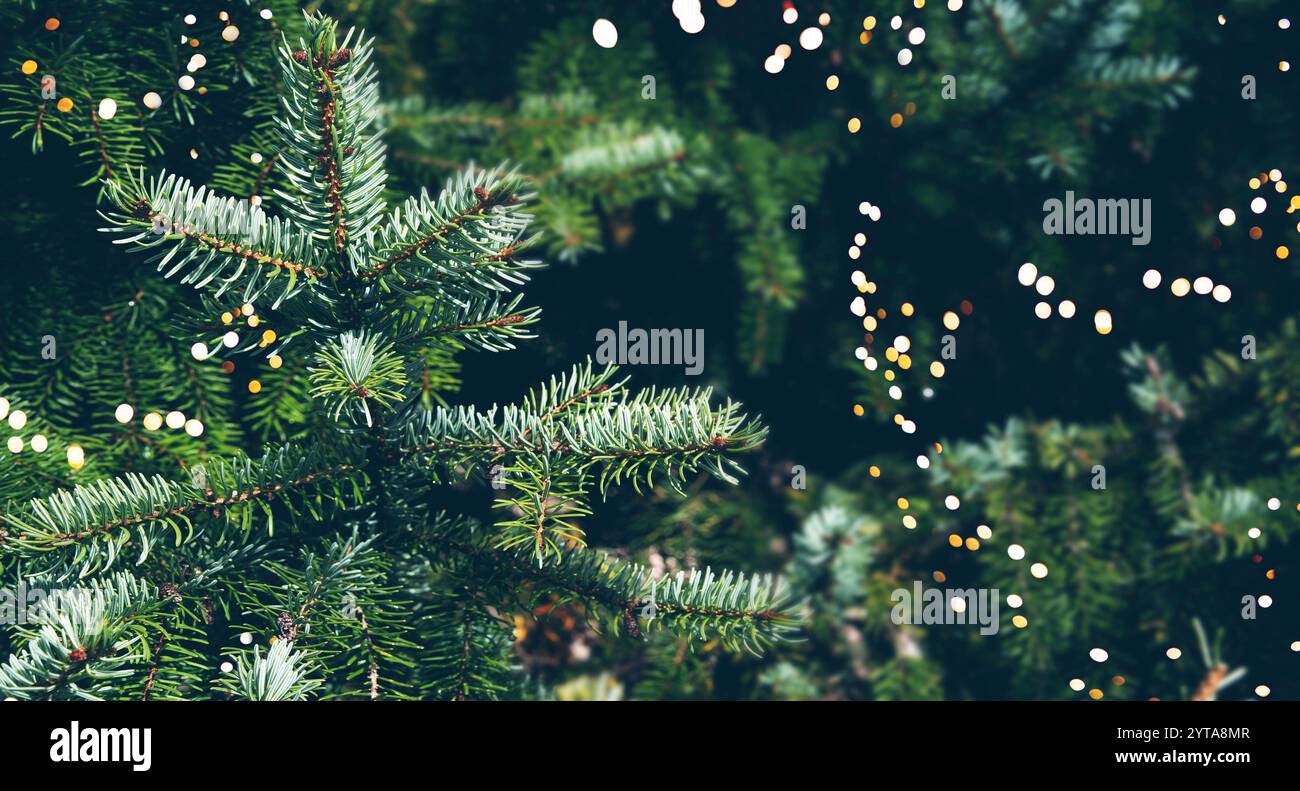 Primo piano di rami di abete con luci bokeh. Sfondo natalizio naturale con una calda luce soffusa e un ambiente scarsamente illuminato. Foto Stock
