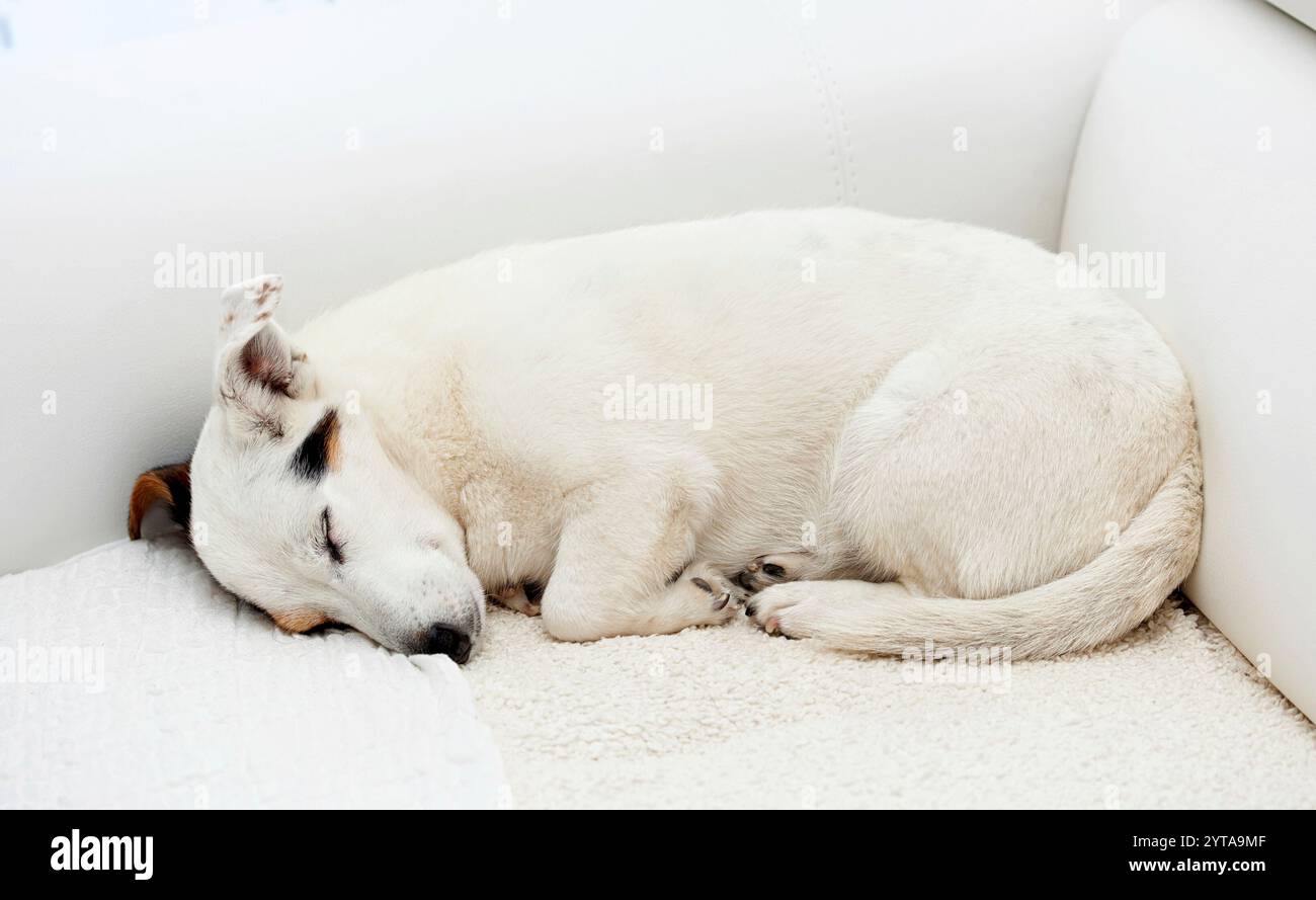 Il cane Jack Russell dorme su un divano bianco in casa Foto Stock