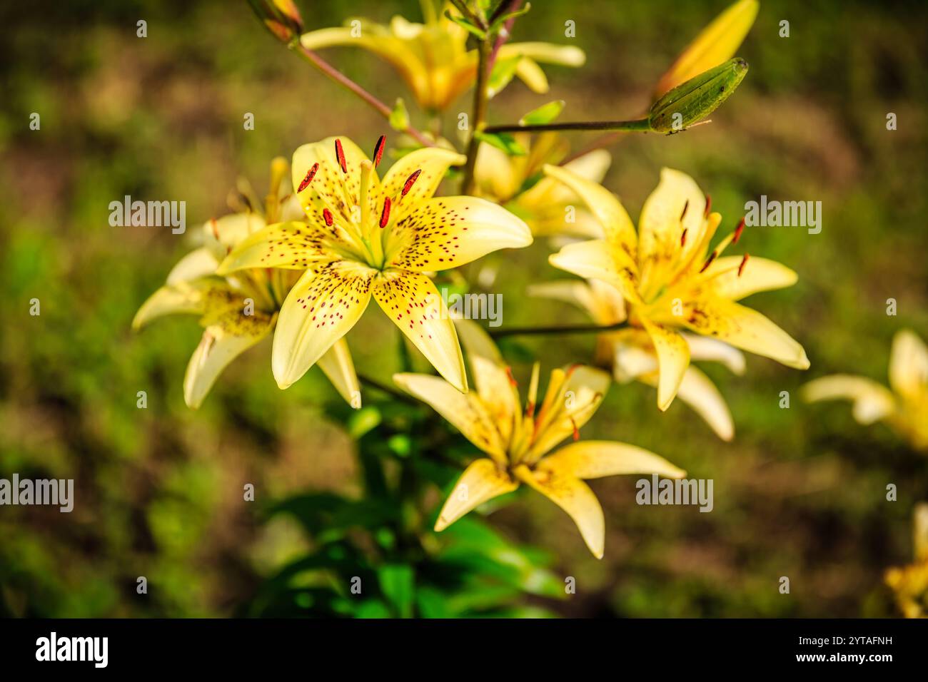 Un mazzo di fiori gialli con macchie rosse. I fiori sono in un campo di erba verde. I fiori sono in piena fioritura e molto luminosi Foto Stock
