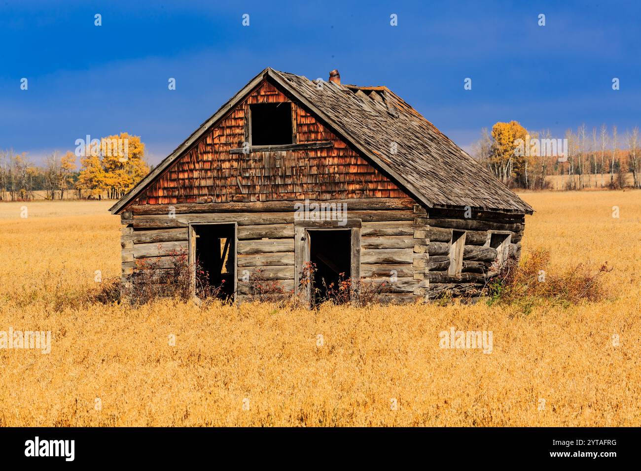 Una piccola, vecchia cabina di legno si trova in un campo di erba gialla. La cabina è in stato di abbandono, con il tetto mancante e i finestrini abbattuti. Concep Foto Stock