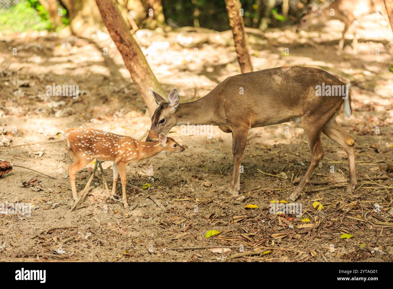Un cervo madre sta allattando il suo piccolo cervo. Il cervo è piccolo e bianco con macchie nere. Il cervo madre è marrone e ha una toppa bianca sul viso. Foto Stock