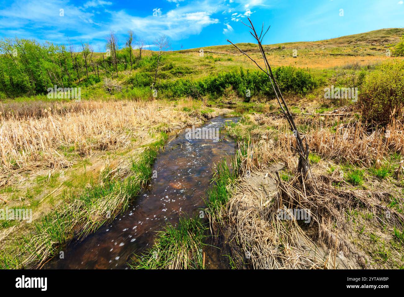 Un flusso d'acqua scorre attraverso un campo erboso. L'acqua è marrone e torbida, e l'erba è secca e marrone. La scena è tranquilla e serena, con t Foto Stock