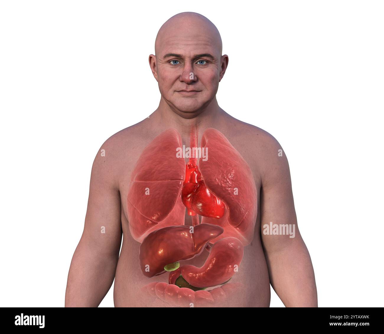 Illustrazione computerizzata di un uomo di mezza età con pelle trasparente, che rivela l'anatomia dettagliata degli organi respiratori e digestivi. Foto Stock