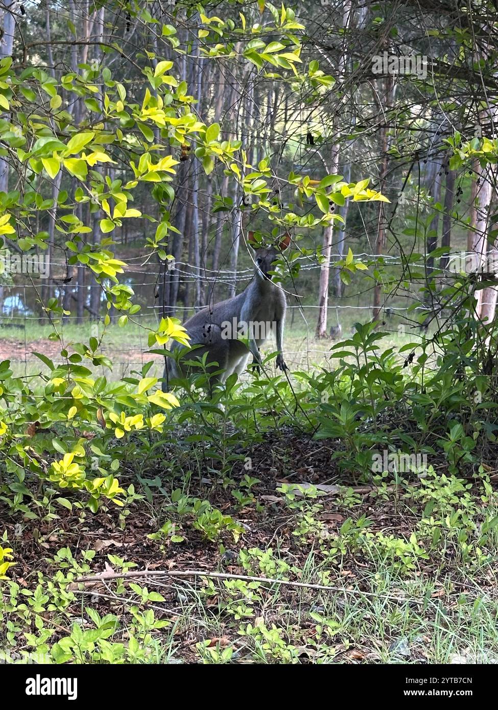 Canguro - Immagine stock catturata con smartphone