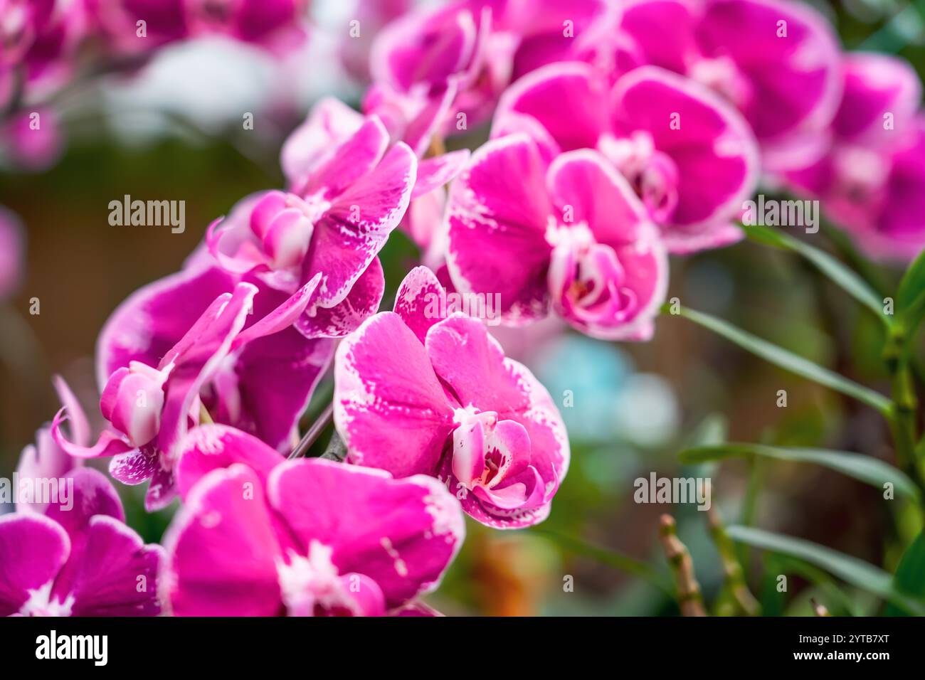 Bellissime orchidee viola rosa Phalaenopsis con bellissimi fiori e foglie verdi Foto Stock