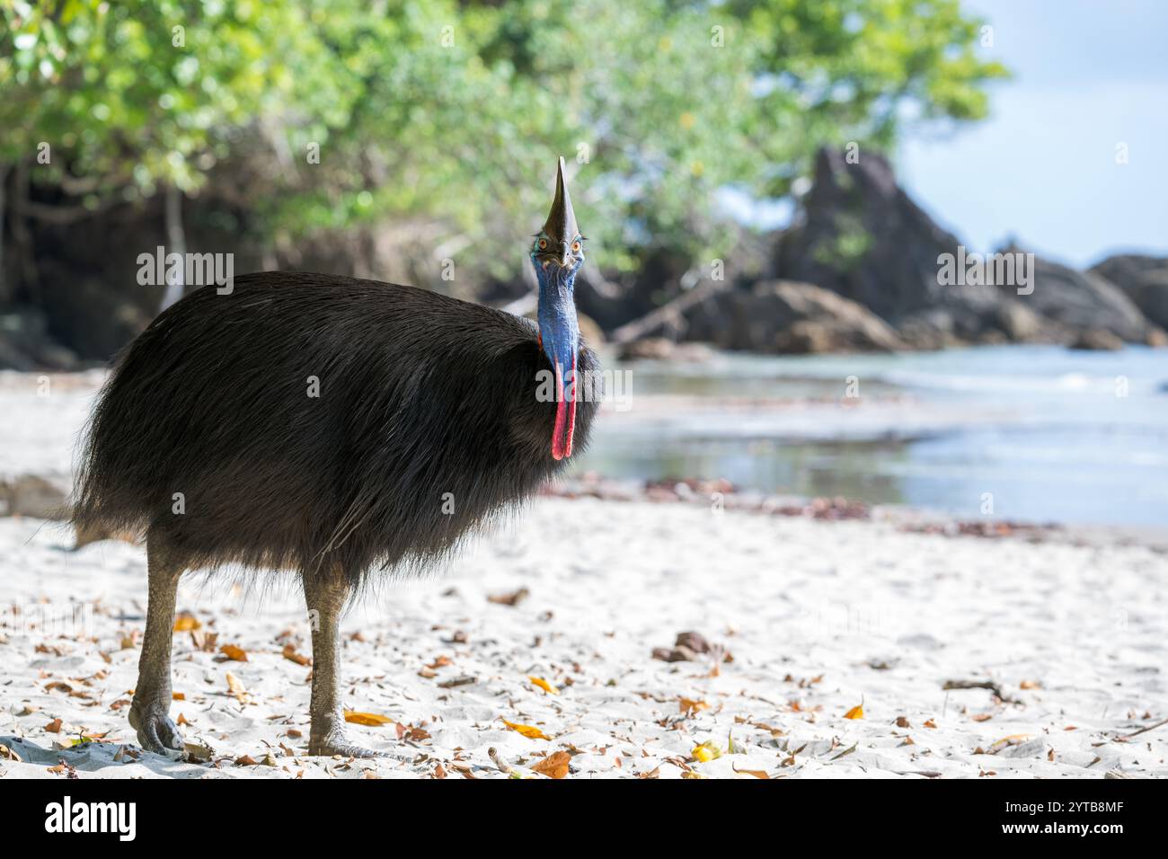 Una grande femmina si trasferisce, opportunisticamente, su una spiaggia nell'estremo nord tropicale del Queensland, in cerca di frutti caduti, maturi. Foto Stock