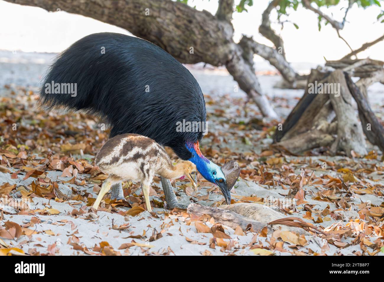 Un cassowary maschile e un pulcino giovane si spostano su una spiaggia nella parte settentrionale tropicale del Queensland, dove si possono trovare frutta e cibo nella foresta caduti lasciati dai turisti Foto Stock