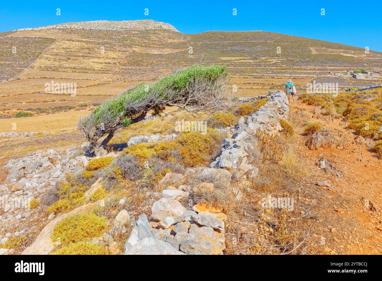 Albero solitario modellato dai forti venti dell'isola di Folegrandos, isola di Folegandros, isole Cicladi, Grecia Foto Stock