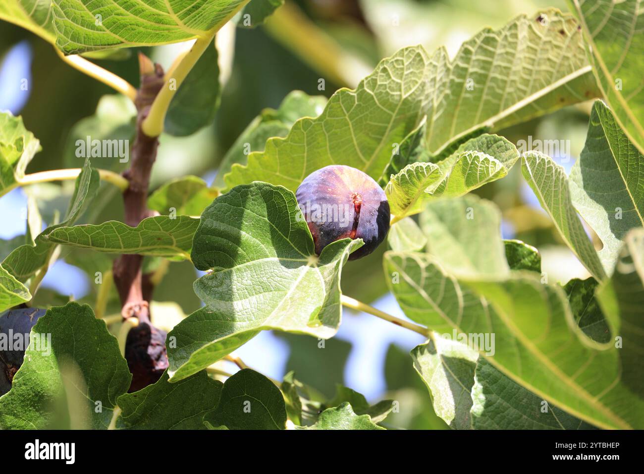 Fico maturo da vicino su un albero in Andalusia, Spagna Foto Stock
