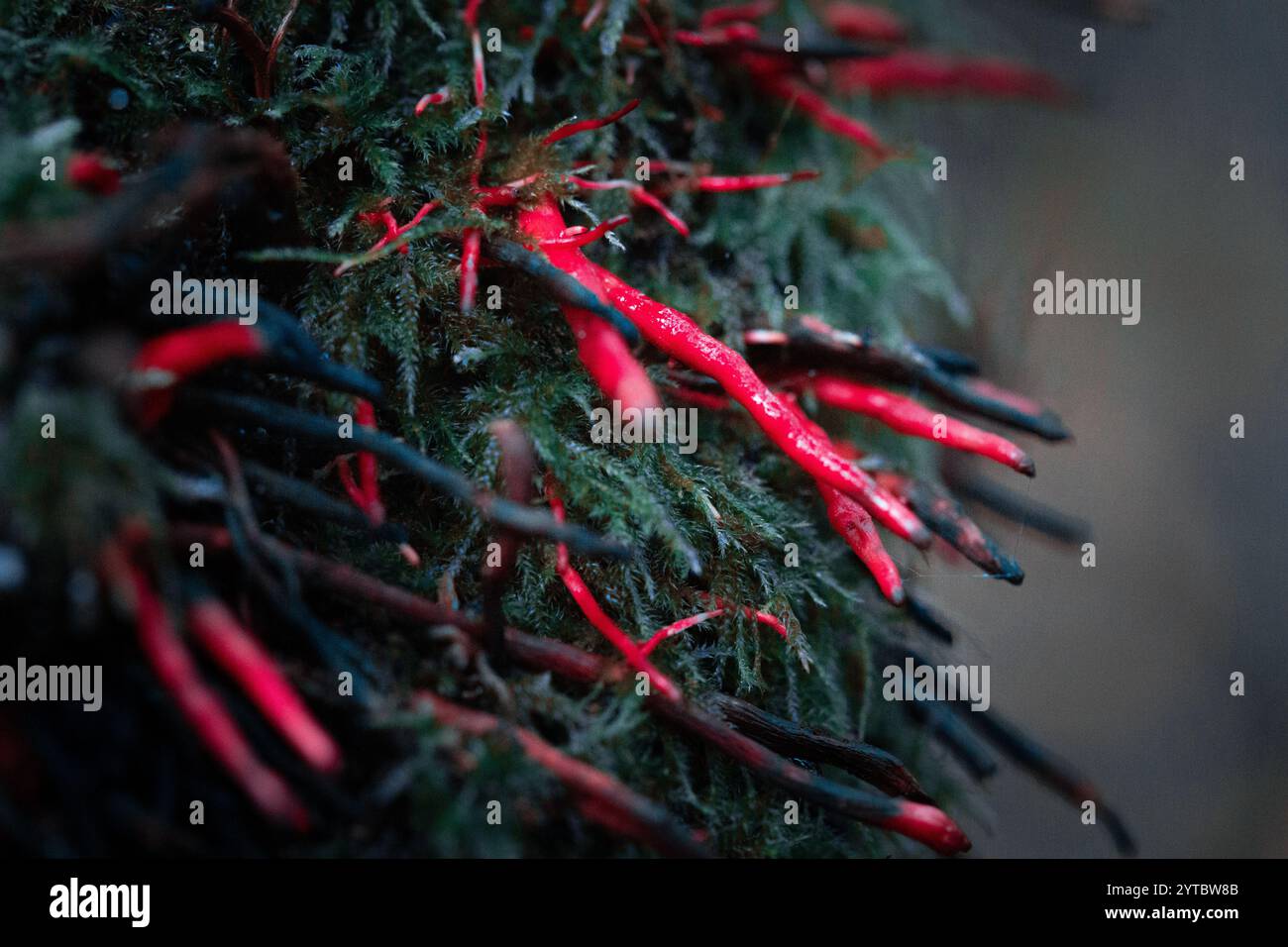 Funghi dall'aspetto strano che crescono nella foresta autunnale. Paesaggio boschivo naturale della Lettonia, Nord Europa. Foto Stock