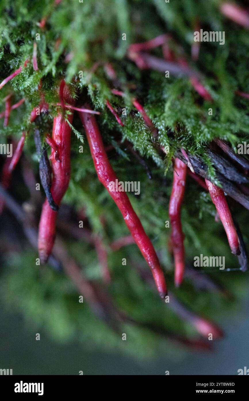 Funghi dall'aspetto strano che crescono nella foresta autunnale. Paesaggio boschivo naturale della Lettonia, Nord Europa. Foto Stock