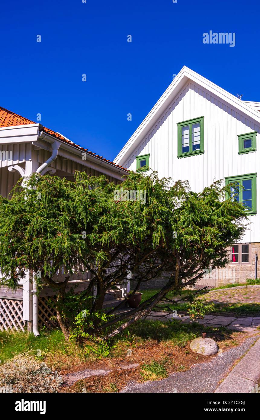 Cespuglio di ginepro di fronte a una pittoresca casa sotto Vetteberget, la montagna locale di Fjällbacka a Bohuslän, Västra Götalands län, Svezia. Foto Stock