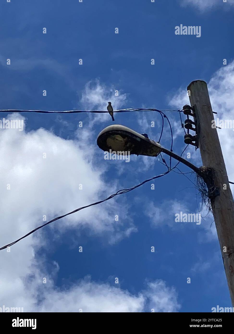 Kingbird grigio (Tyrannus dominicensis) Foto Stock