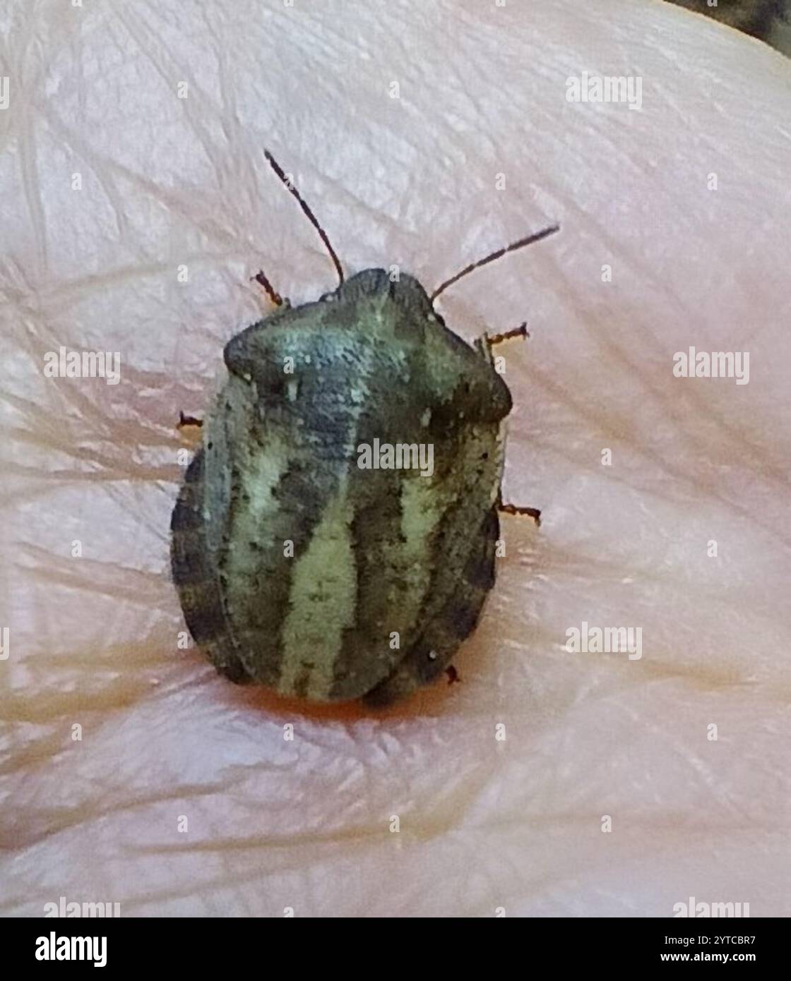 Tartaruga (Eurygaster testudinaria) Foto Stock