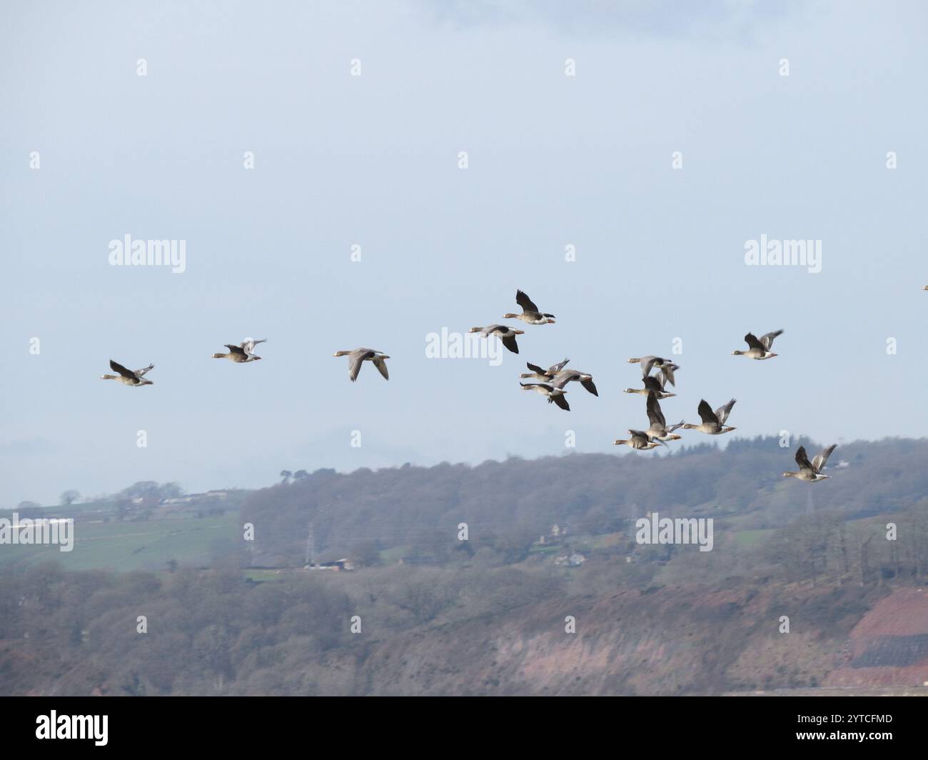 Oca eurasiatica con fronte bianco (Anser albifrons albifrons) Foto Stock