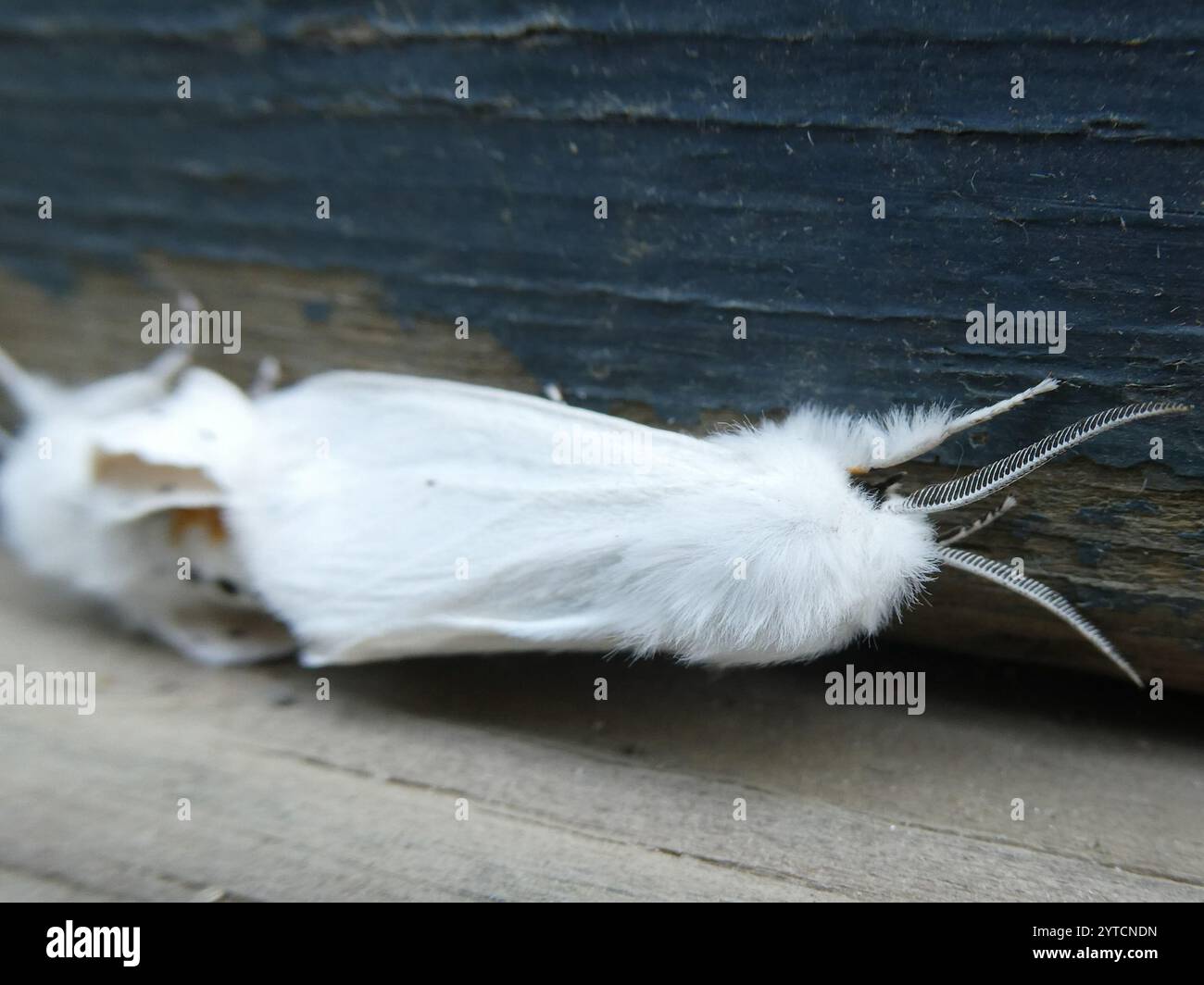 Moth tigre Virginiana (Spilosoma virginica) Foto Stock