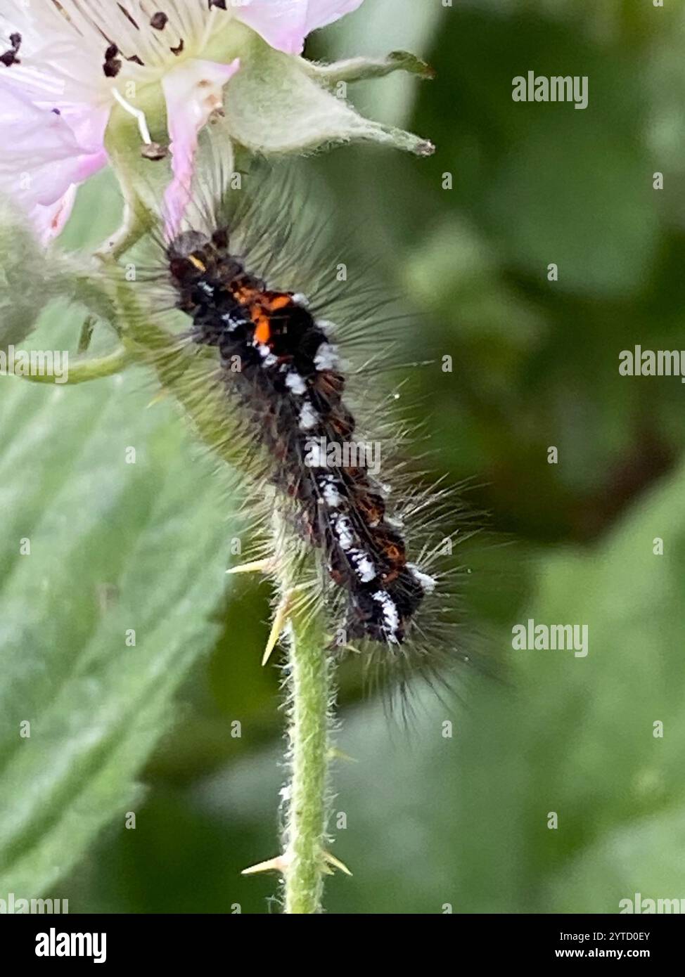Swan Moth (Sphrageidus similis) Foto Stock