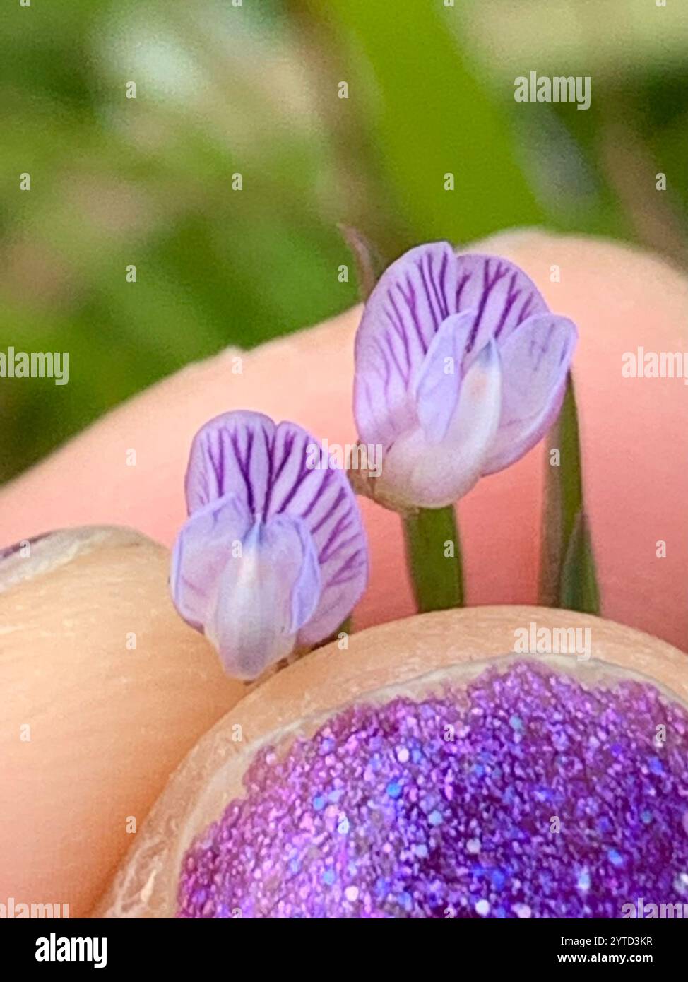 Tara liscia (Vicia tetrasperma) Foto Stock