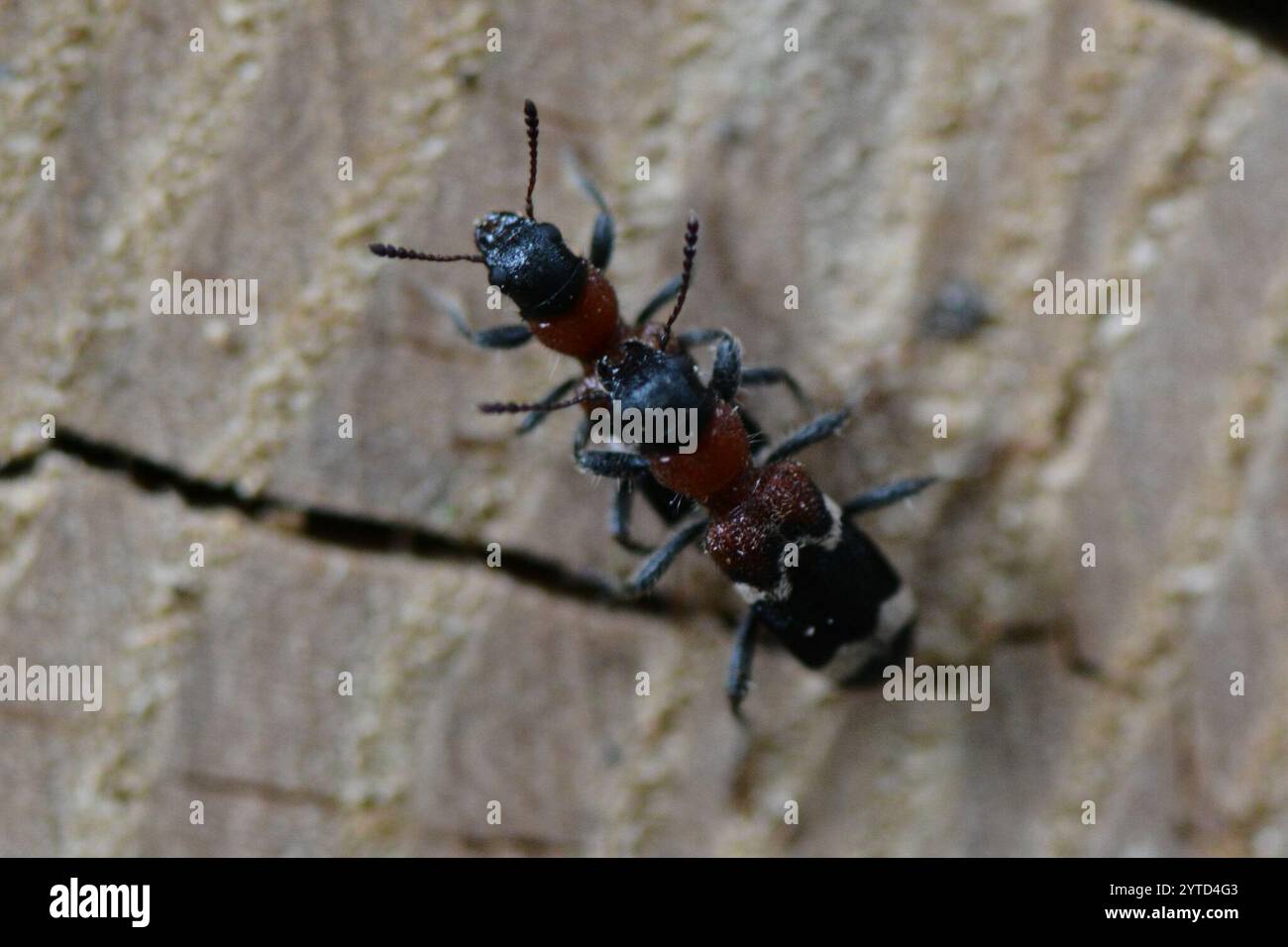 Cleride europeo panciuto rosso (Thanasimus formicarius) Foto Stock