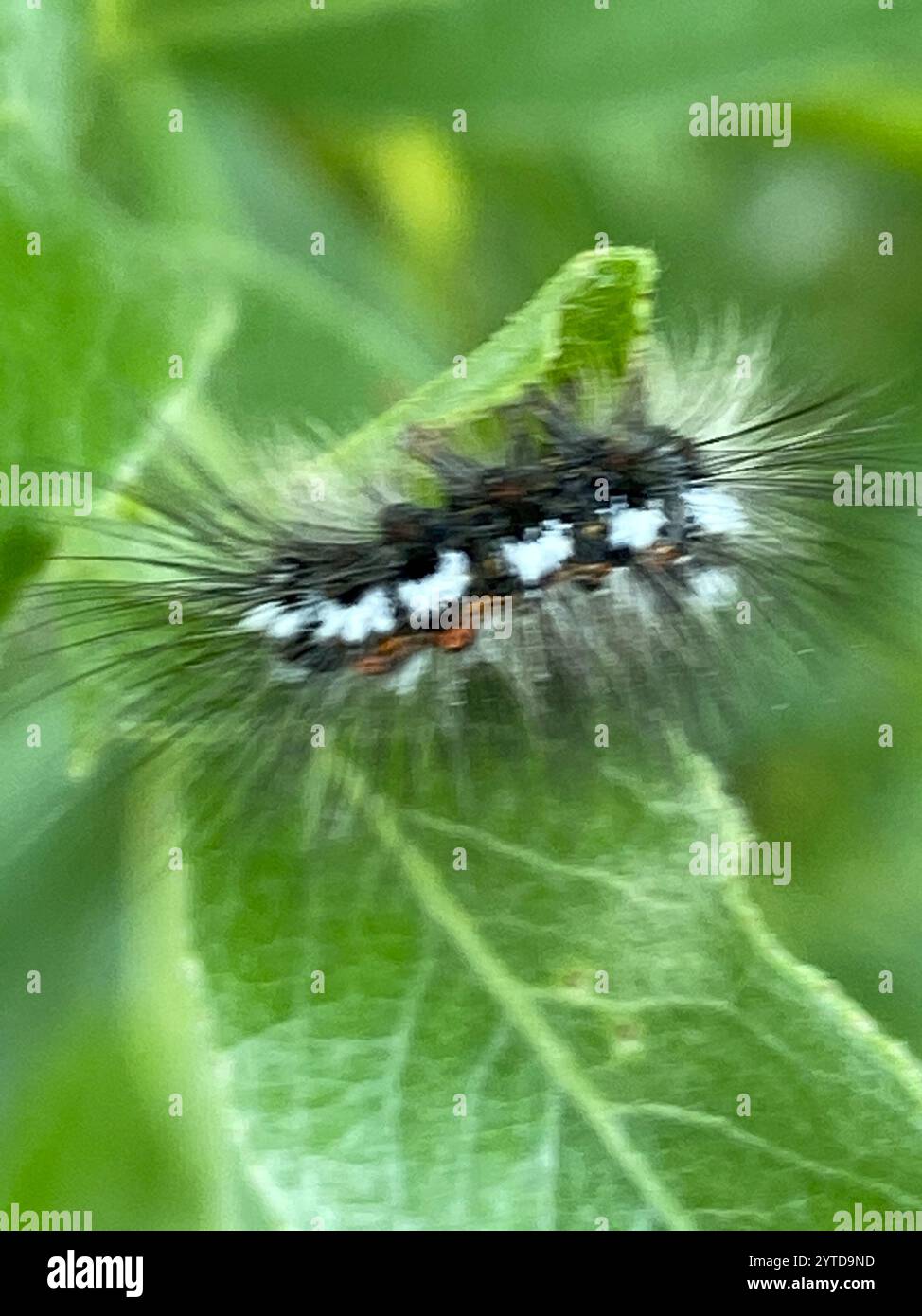 Swan Moth (Sphrageidus similis) Foto Stock