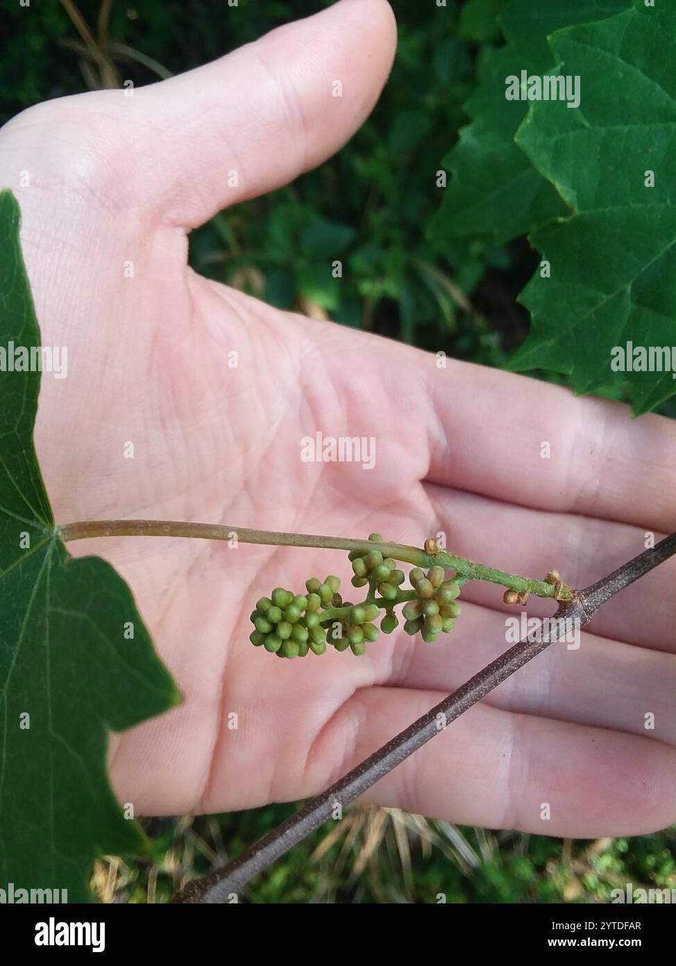 Muscadina (Vitis rotundifolia) Foto Stock