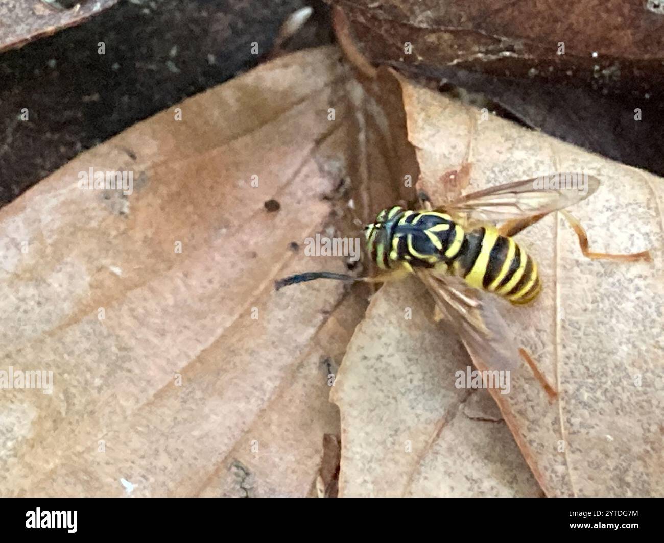 Volo sul calabrone orientale (Spilomyia longicornis) Foto Stock