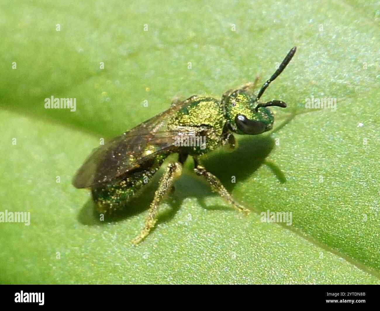 Ape sudorata verde pura (Augochlora pura) Foto Stock