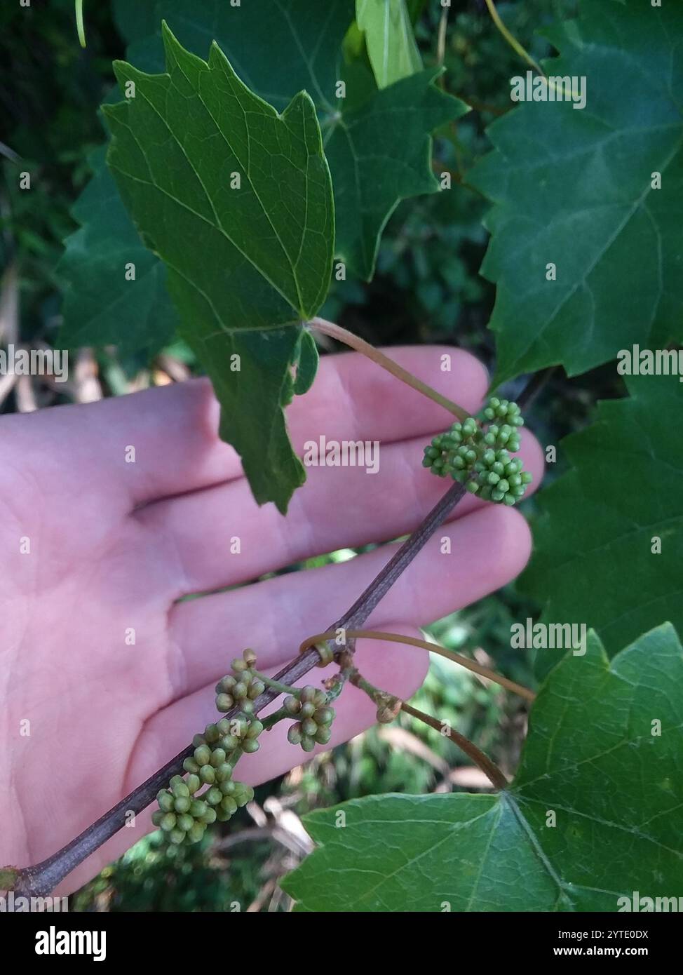 Muscadina (Vitis rotundifolia) Foto Stock