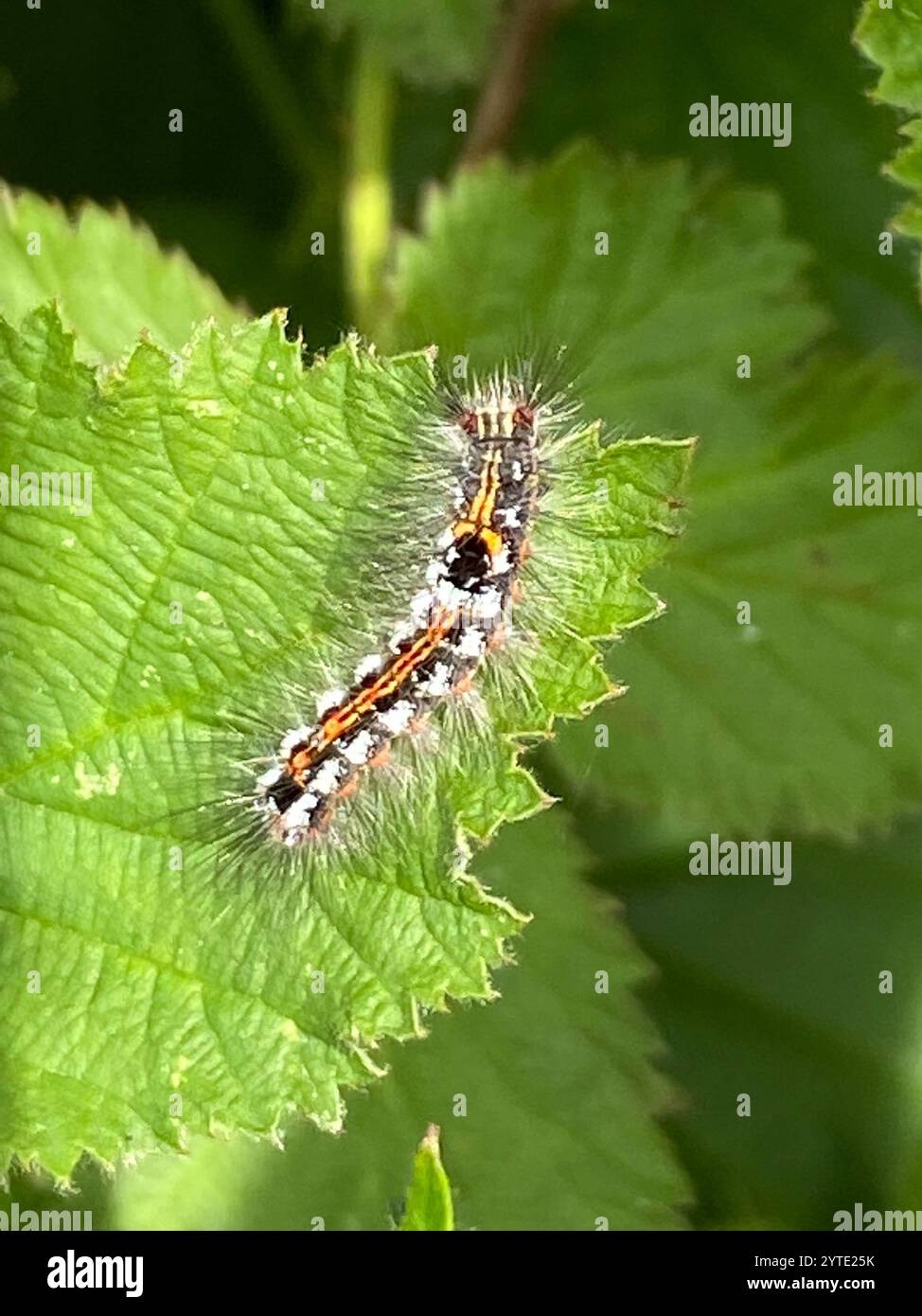 Swan Moth (Sphrageidus similis) Foto Stock