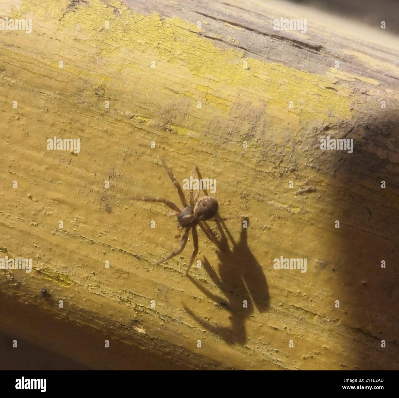 Ragno granchio paludoso (Xysticus ulmi) Foto Stock