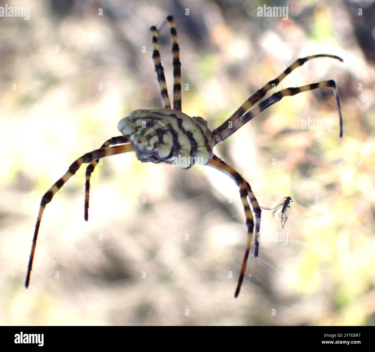 Ragno Orbweb da giardino comune (Argiope australis) Foto Stock
