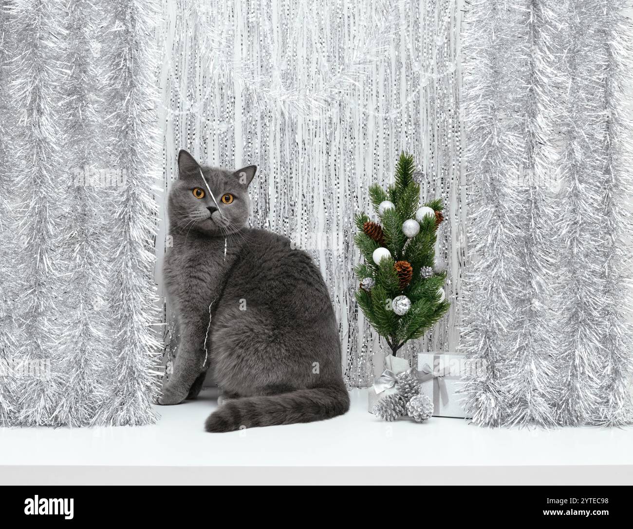 24 biglietti di auguri natalizi con gatto bianco Meowy per gli amanti dei gatti RR0 6046 - Italia