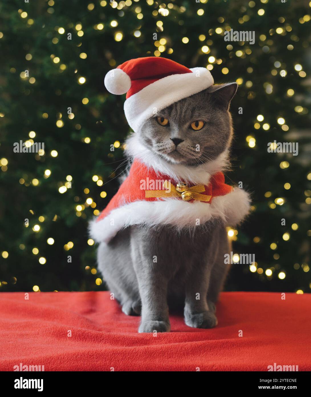 Orecchini Gatto Di Natale In Acrilico – Simpatici Pendenti Con Cappello Rosso!