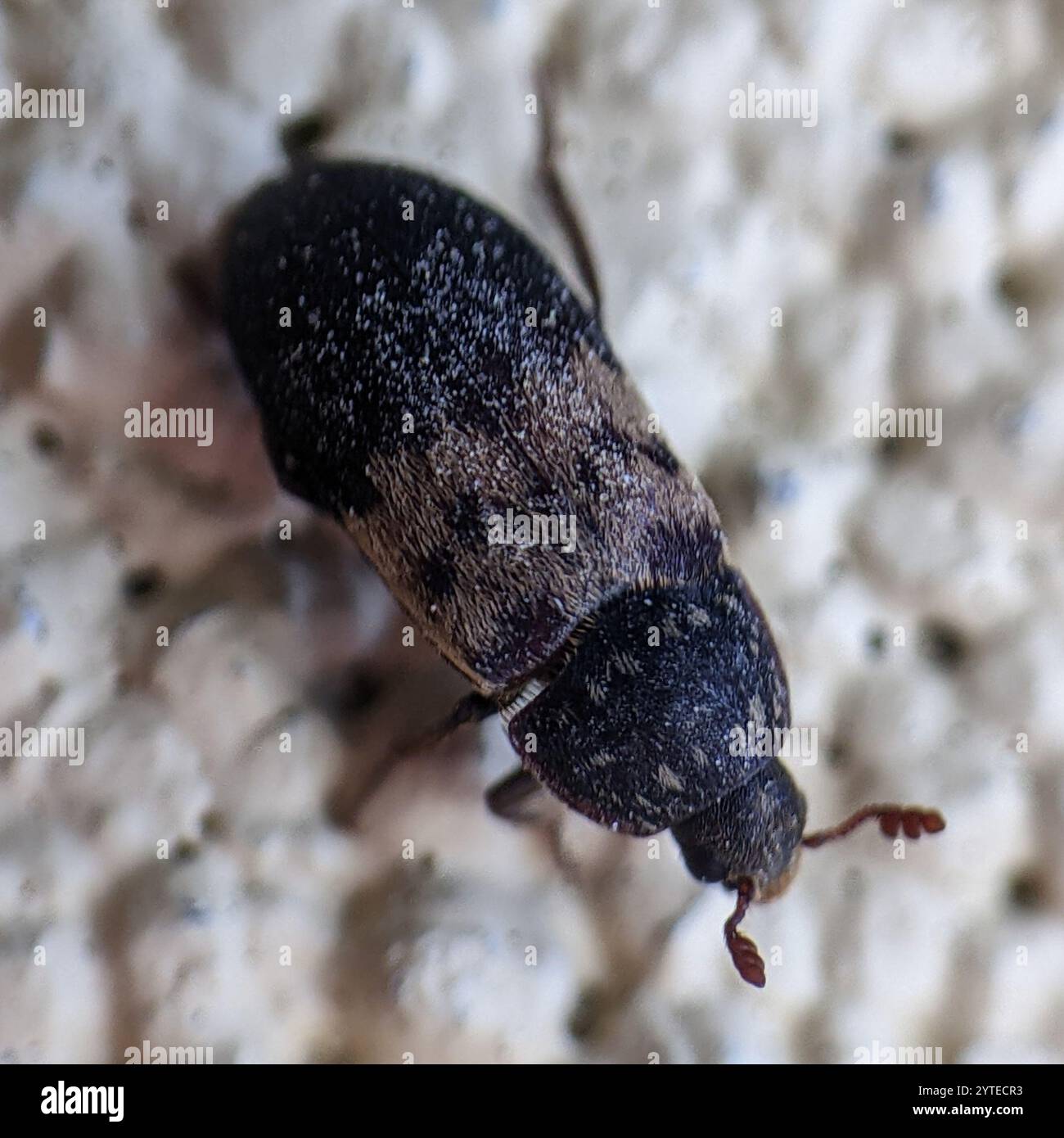 Scarabeo lardario (Dermestes lardarius) Foto Stock