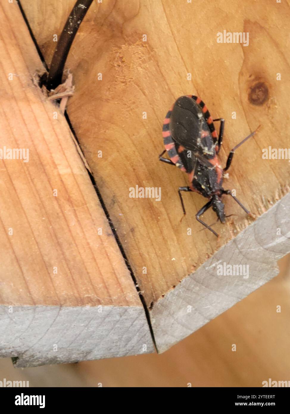 Conenosio di suzione del sangue orientale (Triatoma sanguisuga) Foto Stock