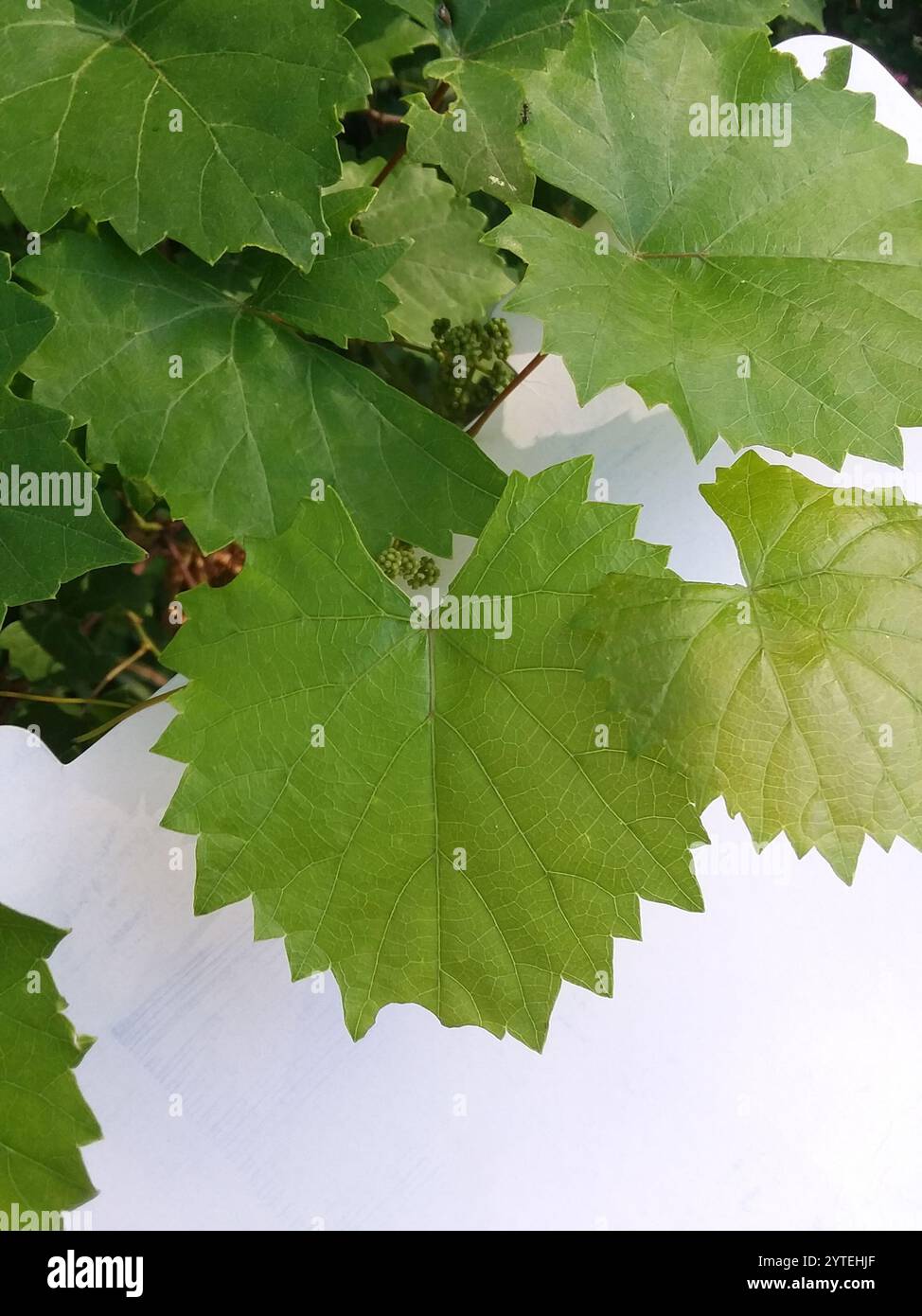 Muscadina (Vitis rotundifolia) Foto Stock