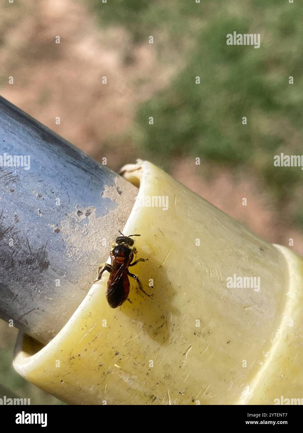 Api e vespe Apoidi (Apoidea) Foto Stock