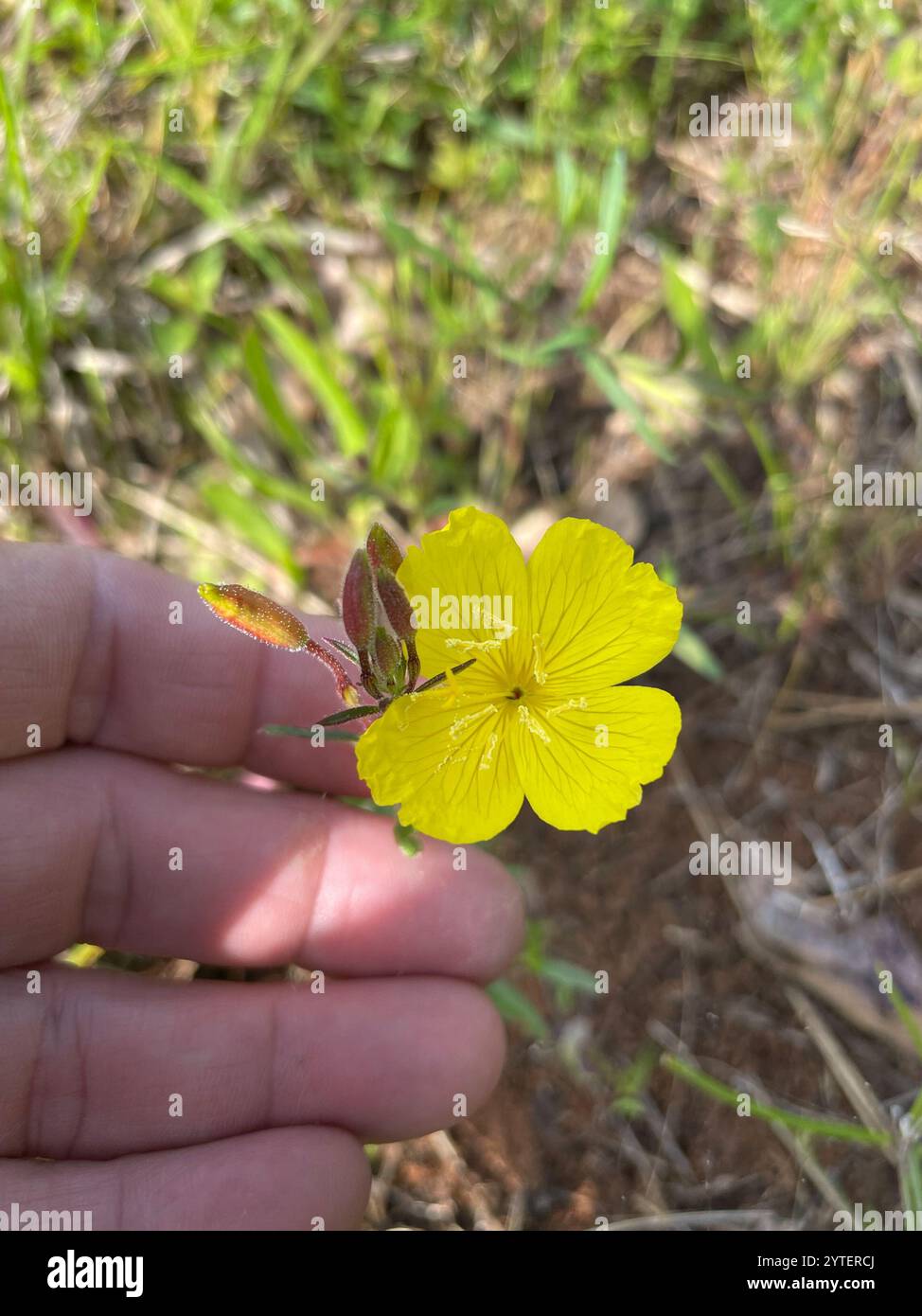 Gocce di sole dalle foglie strette (Oenothera fruticosa) Foto Stock